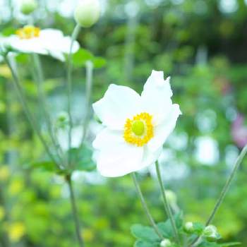  秋明菊の画像 by miさん | お出かけ先とシュウメイギクと 秋明菊
