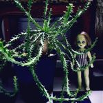 ユーフォルビアスクアローサの一覧｜?GreenSnap（グリーンスナップ）