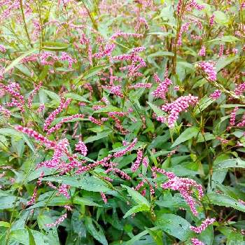 イヌタデ 赤まんまの投稿画像一覧 Greensnap グリーンスナップ