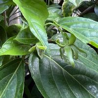 イランイランの育て方 鉢植えや水やりの方法は 冬は越せる Greensnap グリーンスナップ