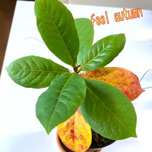 モモタマナ,南国,ちいさい秋見つけた,ちっちゃいものクラブ,おうち園芸の画像