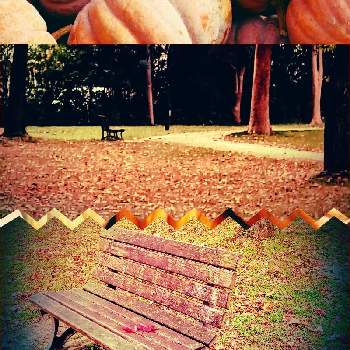 紅葉の秋の画像 by m＆oさん | お出かけ先と朝の散歩道と紅葉の秋と水元公園と森は秋が