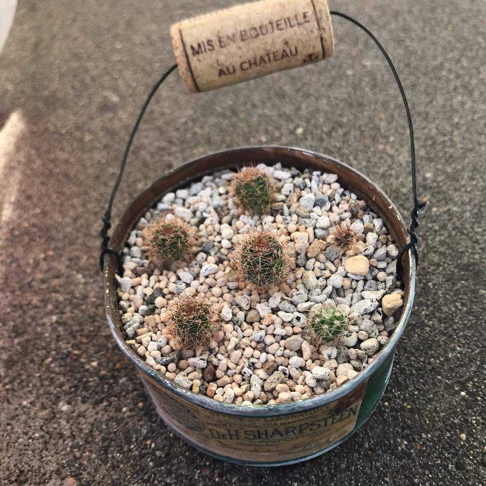 ミニ・サボテンカット(１)植替え作業、大きく厚く育成・鉢上げ ミニ・サボテンカット、植替え作業、大きく厚く育成・鉢上げ 伸びすぎ