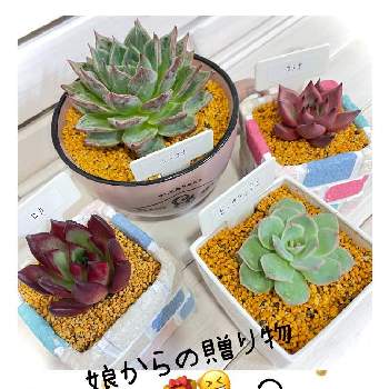 ピンクチップスの投稿画像一覧 Greensnap グリーンスナップ