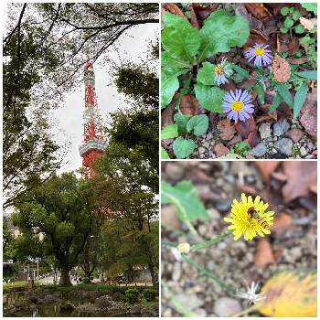 カントウヨメナの画像 by しなもんさん | お出かけ先とノゲシとモミジとカントウヨメナとホソヒラタアブと東京タワーと芝公園