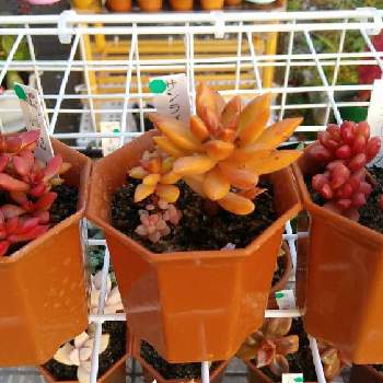 毛虫の投稿画像一覧 Greensnap グリーンスナップ