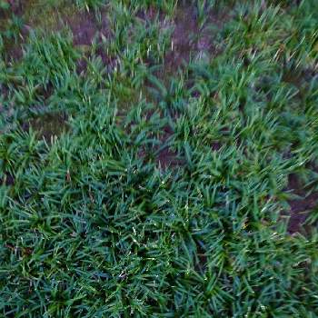 りゅうのひげの投稿画像一覧 Greensnap グリーンスナップ