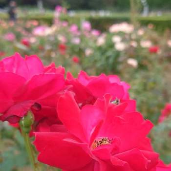 日差しの画像 by hitomi.Ｈさん | お出かけ先とばら バラ 薔薇とあき♬と植物園と日差しと神代植物公園とお散歩とあおぞら