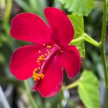 沖縄ハイビスカス 原種の投稿画像一覧 Greensnap グリーンスナップ