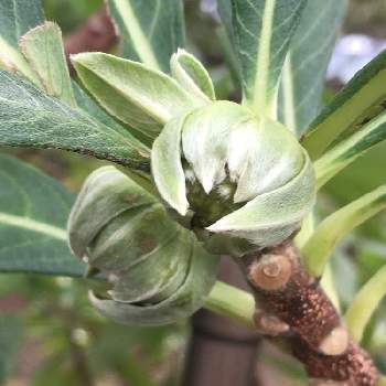 謎の花の投稿画像一覧 Greensnap グリーンスナップ