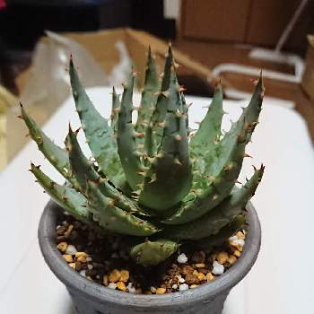 新品本物 アロエ ペグレラエ 植物 観葉植物