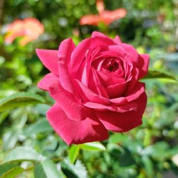 トゥルーブルーム　レッドキャプテンの画像 by ちけさん | 小さな庭とトゥルーブルーム　レッドキャプテンとバラとばら バラ 薔薇と癒しの花と美しい✨✨と花が好きと薔薇大好きとばらに魅せられて