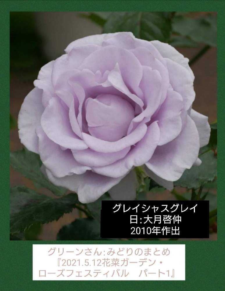 青い薔薇 様@オーダー品 x 4 青い薔薇 様@オーダー品 x 4（roseshop.jp | 青いバラ 水色の