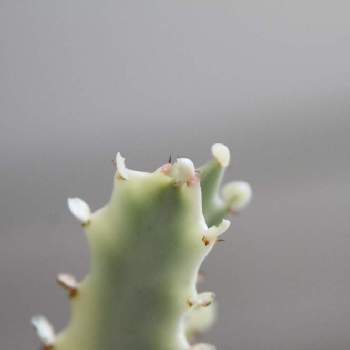 ホワイトゴースト,ユーフォルビア ホワイトゴースト,Euphorbia lactea 'White Ghost',多肉植物,観葉植物の画像