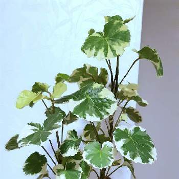 炭植えの投稿画像一覧 Greensnap グリーンスナップ 炭植えの投稿画像一覧 Greensnap グリーンスナップ