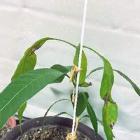 マンゴーの木の育て方 種から栽培できる 葉が枯れる理由は Greensnap グリーンスナップ マンゴーの木の育て方 種から栽培できる 葉が枯れる理由は Greensnap グリーンスナップ