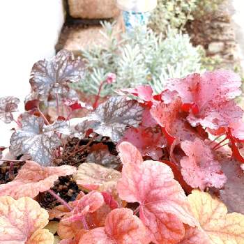 ヒューケラ リオの画像 by サチコさん | 小さな庭とヒューケラ・バターラムとヒューケラフォーエバーレッドとヒューケラ リオとヒューケラ・ドルチェ シルバーデュークとヒューケラ♪とカラーリーフとプランターと寄せ植えとPWと癒しとマイガーデンときれいとおうち園芸と紅葉（こうよう）とハルディンと鉢植えと可愛いと花のある暮らしとキレイな葉っぱとお花とお花好き