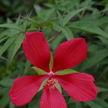 紅葉葵の投稿画像一覧 Greensnap グリーンスナップ