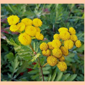 タンジーの投稿画像一覧 Greensnap グリーンスナップ