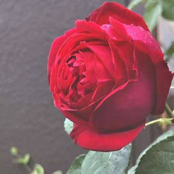 完全雨晒しの画像 by かぶとさん | お出かけ先と赤い花❤と完全雨晒しと赤い花と鉢植えととある店先とルージュ ピエール ドゥ ロンサールとバラを楽しむとばら バラ 薔薇と開花とつぼみとツボミと金曜日の蕾たち