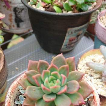 マッコス紅葉の投稿画像一覧 Greensnap グリーンスナップ