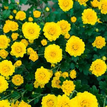 コギク♡の画像 by のばらさん | 広い庭とおはようとコギク♡と❤️M.family❤️と黄色いお花と福島からのエール