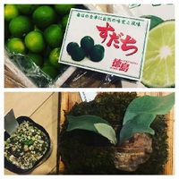 スダチの木の育て方 剪定や収穫の時期は 鉢植えでも栽培できる Greensnap グリーンスナップ