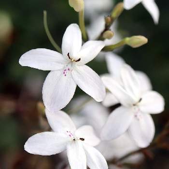 温室の花の投稿画像一覧 Greensnap グリーンスナップ