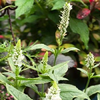 ベロニカシャーロッテの投稿画像一覧 Greensnap グリーンスナップ