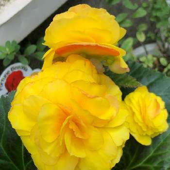 球根ベゴニア フォーチュンの投稿画像一覧 Greensnap グリーンスナップ