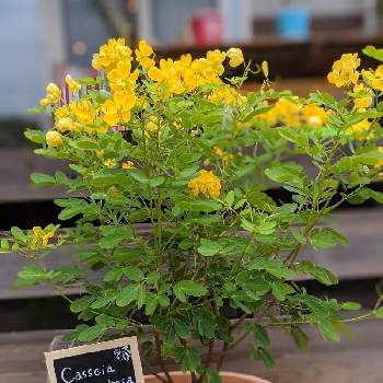 アンデスの乙女の投稿画像一覧 Greensnap グリーンスナップ