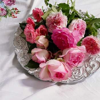 ピンク色のバラの画像 by hiroさん | ピンク色のバラとmy gardenとばら バラ 薔薇とガーデニング好きとアミロマンティカ♡と薔薇好きと庭の花とバラ大好きとマイガーデンとバラのある暮らしと薔薇のある暮らし♡と小さな庭♡とガーデニングと四季咲バラと花のある暮らしとお庭とオーナードゥバルザック♡とバラを楽しむと薔薇 ベラローザとバラ　ピンクオブプリンセス
