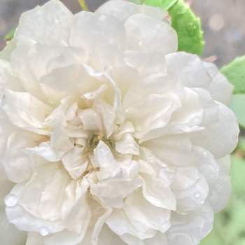 完全雨晒しの画像 by かぶとさん | 小さな庭とミニバラ・グリーンアイスとミニバラとミニバラ グリーンアイスと白い花と地植えと完全雨晒しとバラを楽しむとばら バラ 薔薇