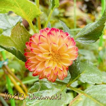 ポンポン咲きの投稿画像一覧 Greensnap グリーンスナップ