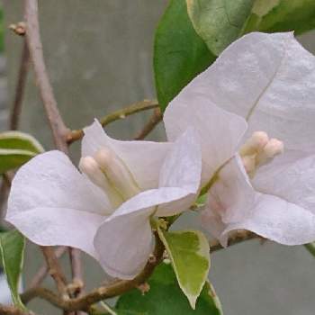 斑入りのブーゲンビリアの投稿画像一覧 Greensnap グリーンスナップ