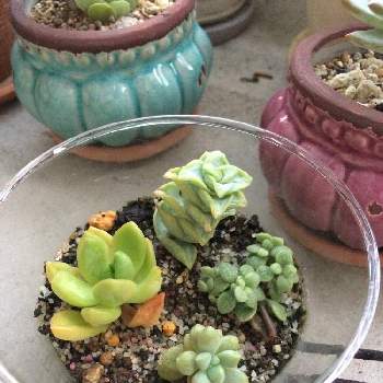 星の王子さまの投稿画像一覧 Greensnap グリーンスナップ