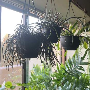 リプサリス ホリダの投稿画像一覧 Greensnap グリーンスナップ