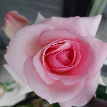 無加工写真の画像 by kazu gardenさん | テラスと薔薇ヒストリーとお花大好き♡とピンクの薔薇と無加工写真と薔薇に夢中♡と秋咲きとやさしいきもちと美しい♡と萌えキュン♡