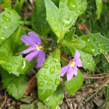 ブルーファンフラワーの投稿画像一覧 Greensnap グリーンスナップ