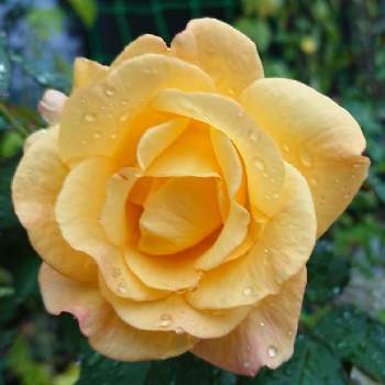 バラ リオサンバの画像 by 晴耕雨読さん | バラ リオサンバと花のある暮らしと庭のばら