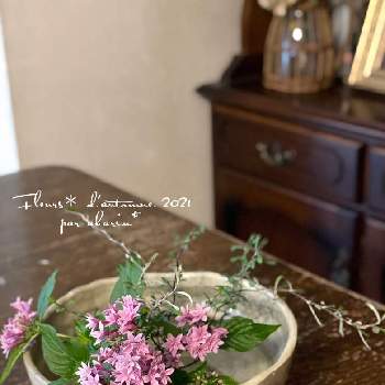  コロキアの画像 by akarinさん | 部屋と庭の花を飾ると花のある暮らし♡と コロキアとペンタス♡