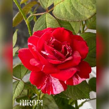 赤い薔薇❣の画像 by ヒロッピーさん | 小さな庭とありがとうと薔薇大好きとマーブル模様と赤い薔薇❣
