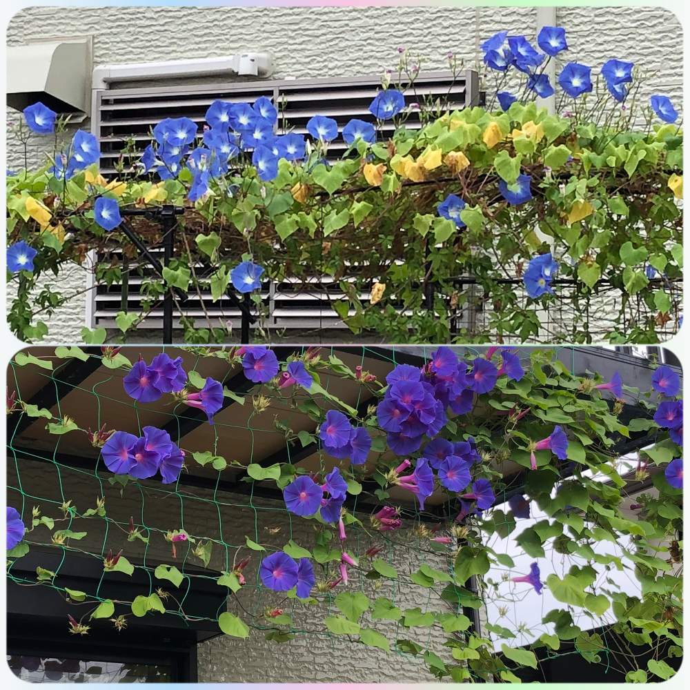 朝顔 の投稿画像 By きみこさん 満開 と開花 とお顔がこんにちはとおうち園芸と西洋朝顔 ヘブンリーブルーと宿根朝顔 オーシャンブルーと朝顔 と満開 と開花 とお顔がこんにちはとおうち園芸 21月10月13日 Greensnap グリーンスナップ