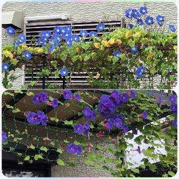 宿根朝顔 オーシャンブルーの投稿画像一覧 Greensnap グリーンスナップ