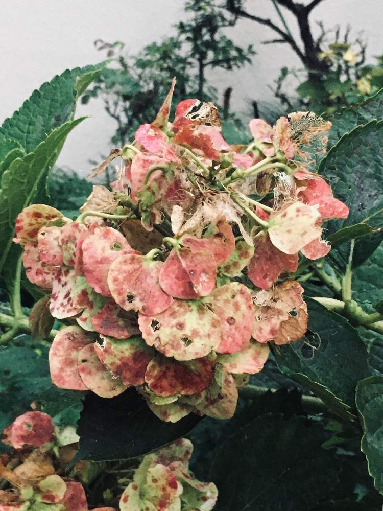 秋色アジサイの投稿画像 By ほらぺさん お出かけ先と秋色紫陽花と秋色紫陽花 21月10月13日 Greensnap グリーンスナップ Greensnap グリーンスナップ