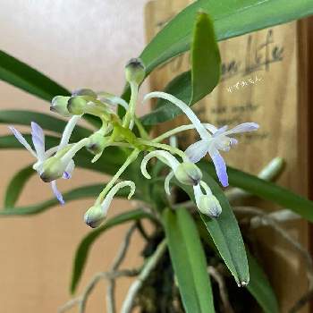 バンダ蘭 の投稿画像一覧 Greensnap グリーンスナップ