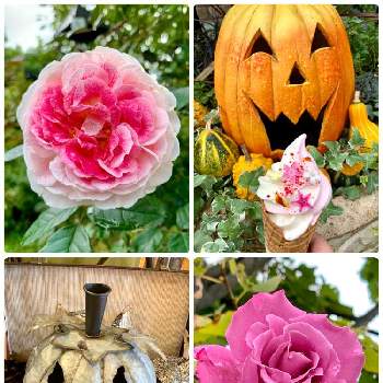 バラ エンジェルフェイスの投稿画像一覧 Greensnap グリーンスナップ