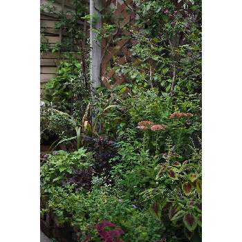 十月の箱庭の画像 by 我楽多さん | 小さな庭といつもの箱庭（メインの花壇）とOLY ED 75mm F1.8とOM-D E-M1Ⅱと十月の箱庭