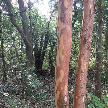 ヒメシャラの木の画像 by kunimaruさん | お出かけ先と日本三大美幹の木とヒメシャラの木と愛知県森林公園