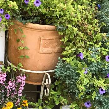 トレニア コンカラー バリエガータの投稿画像一覧 Greensnap グリーンスナップ